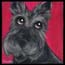 Scottish Terrier